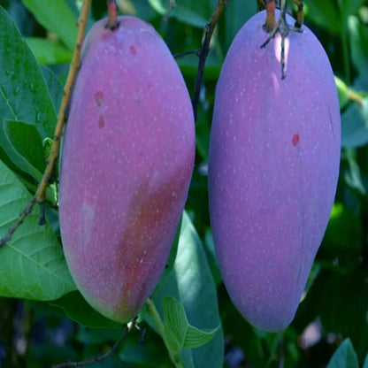 Purple Palmer Mango Grafted Hybrid Plant
