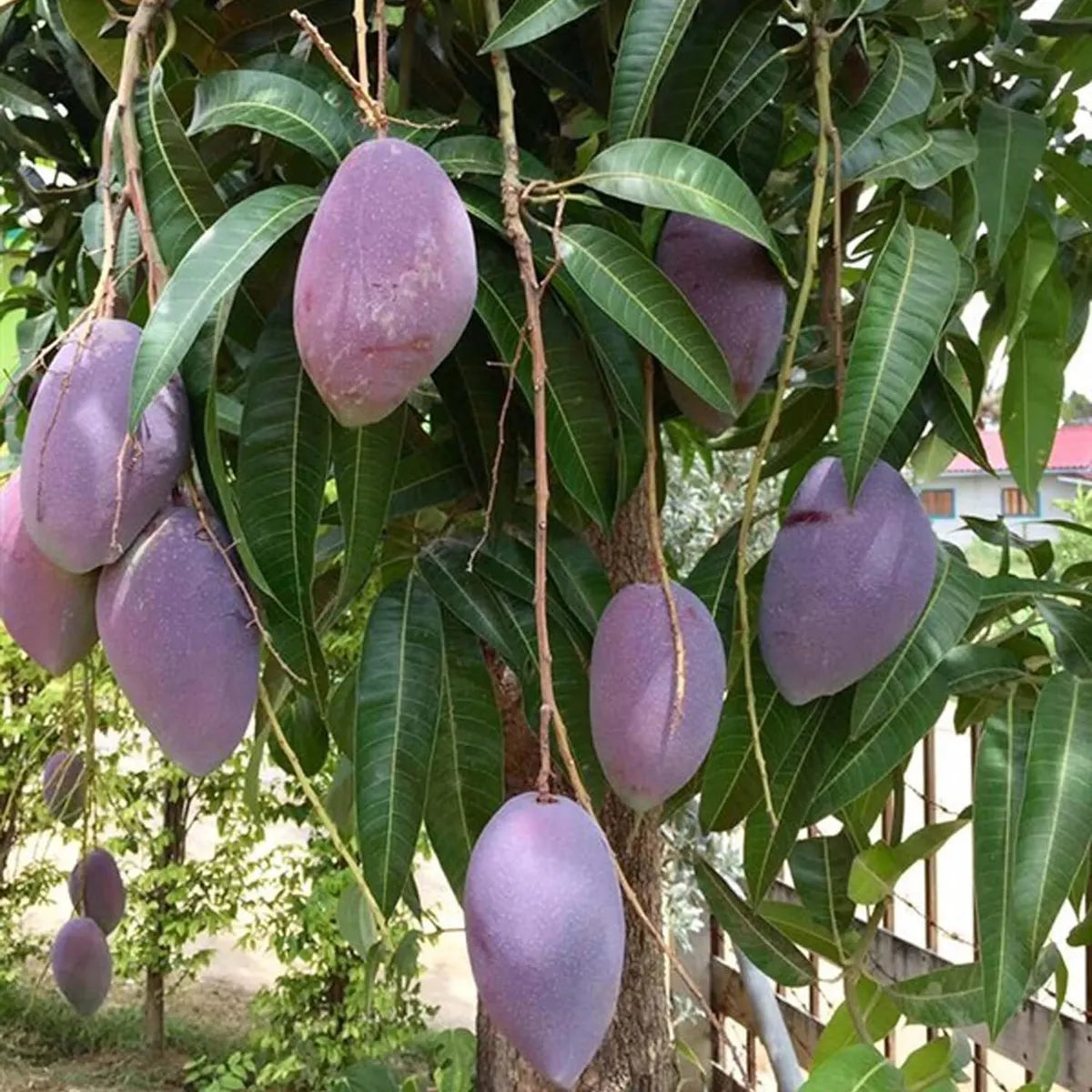 Nam Dok Mai Si Muang Purple Mango Grafted Hybrid plant