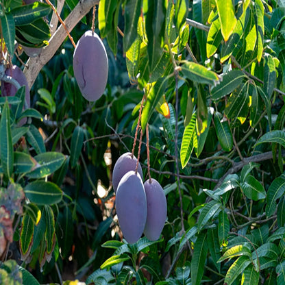 Nam Dok Mai Si Muang Purple Mango Grafted Hybrid plant