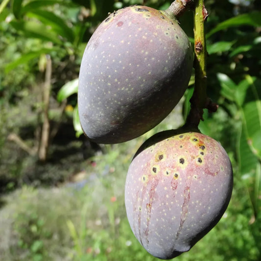 Black Stone Mango Grafted Hybrid Plant