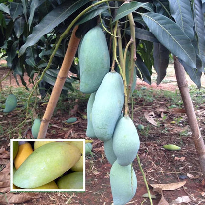 Thai Kujai Qjai Mango Grafted Hybrid Plant