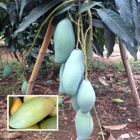 Thai Kujai Qjai Mango Grafted Hybrid Plant