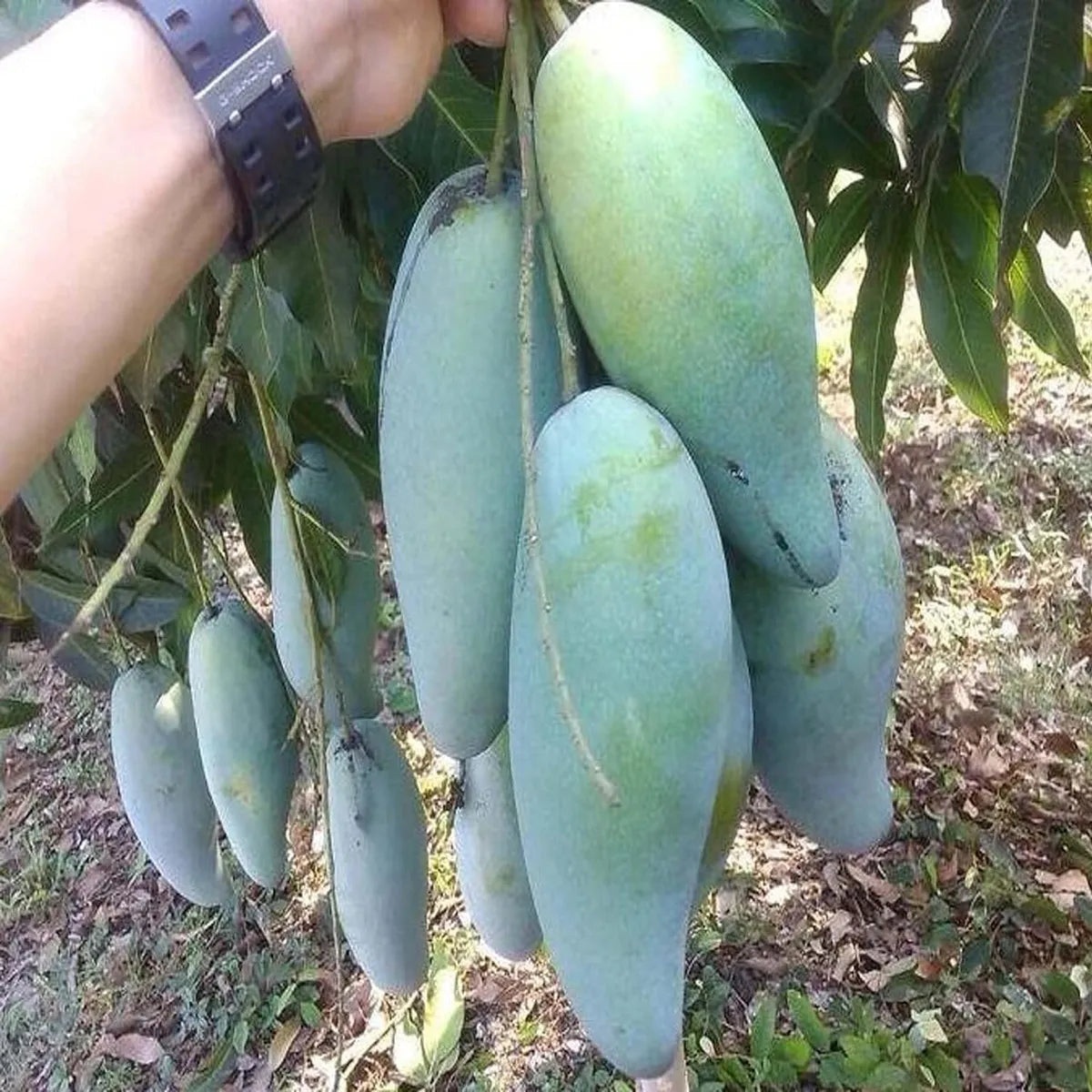 Thai Kujai Qjai Mango Grafted Hybrid Plant