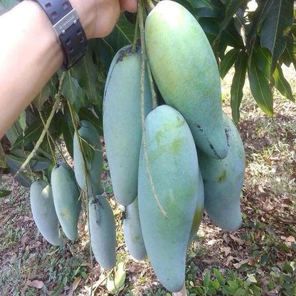 Thai Kujai Qjai Mango Grafted Hybrid Plant