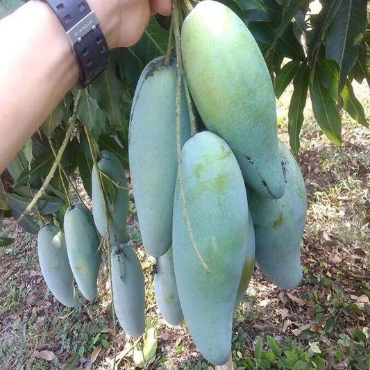 Thai Kujai Qjai Mango Grafted Hybrid Plant