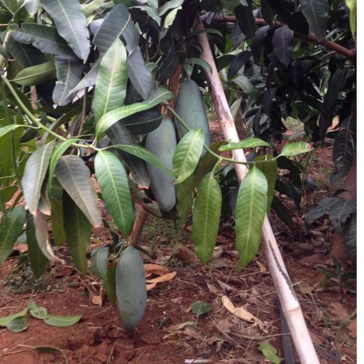 Thai Kujai Qjai Mango Grafted Hybrid Plant