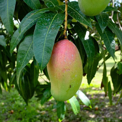 Valencia Pride Mango Grafted Hybrid Plant
