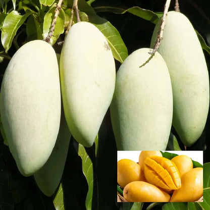 Honeydew Mango Grafted Hybrid Plant
