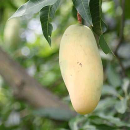 Honeydew Mango Grafted Hybrid Plant