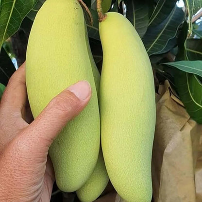 Banana Mango Grafted Hybrid Plant