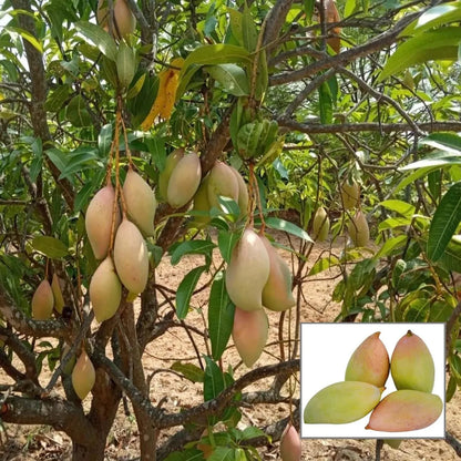 Totapuri Mango Grafted Hybrid Plant