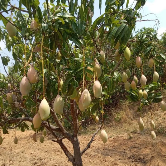 Totapuri Mango Grafted Hybrid Plant