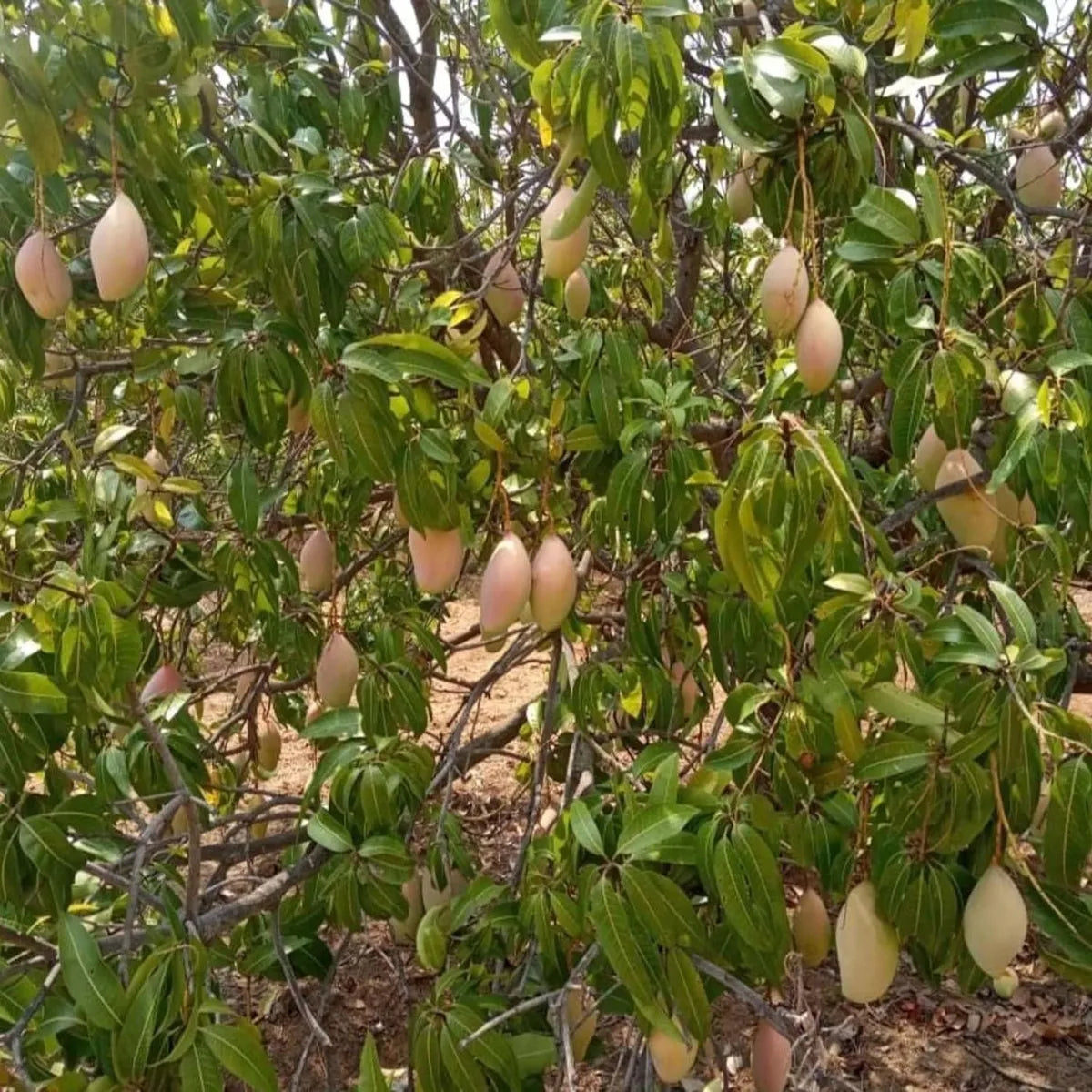 Totapuri Mango Grafted Hybrid Plant