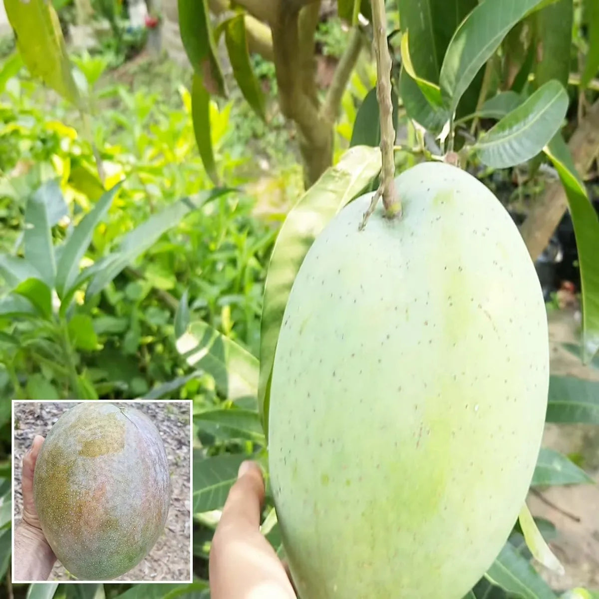 4Kg Mango Grafted Hybrid Plant