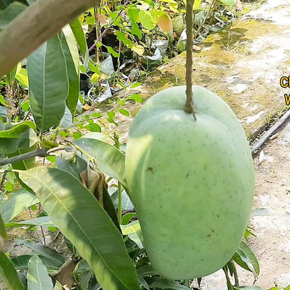 4Kg Mango Grafted Hybrid Plant