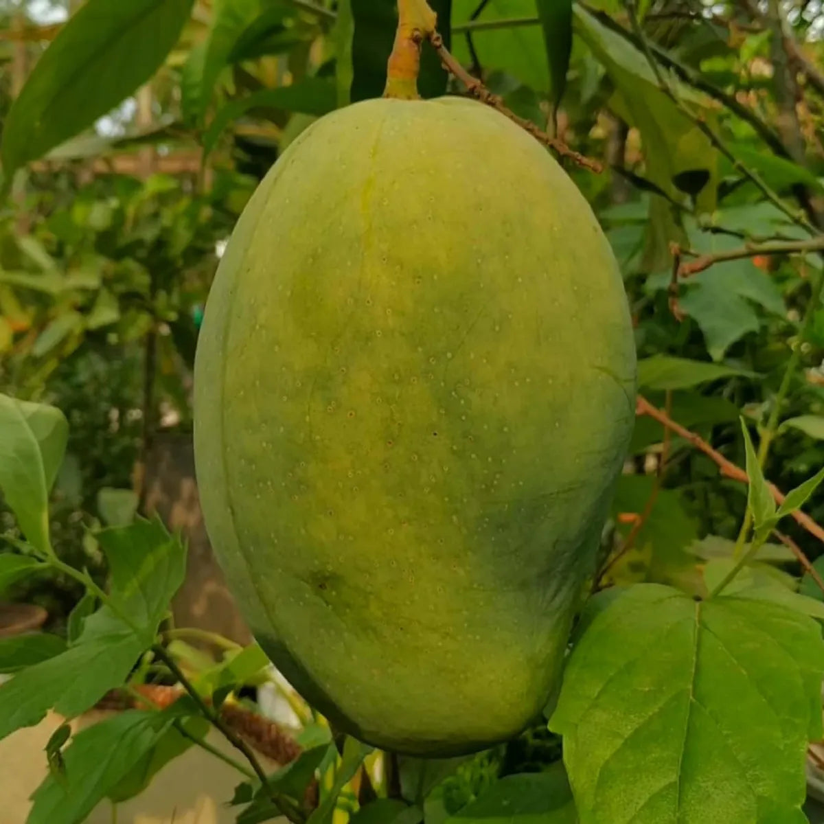 4Kg Mango Grafted Hybrid Plant