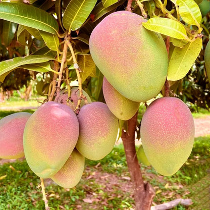 American Kent Mango Grafted Hybrid Plant