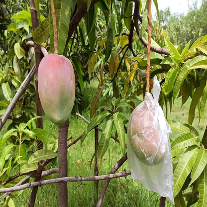 American Kent Mango Grafted Hybrid Plant