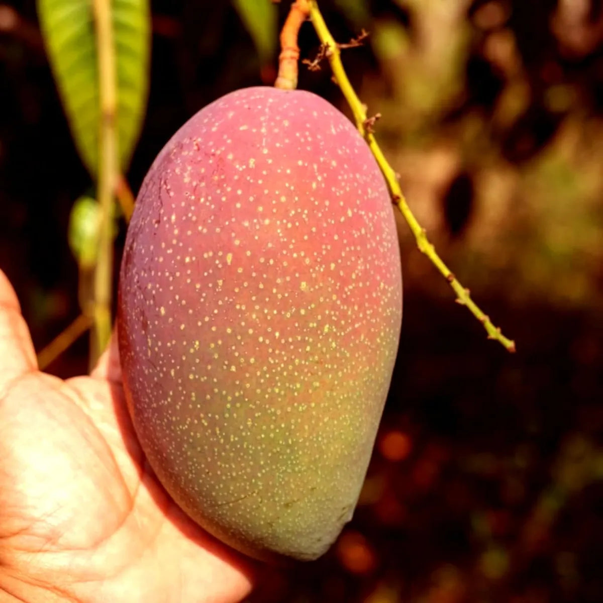 Osteen Mango Grafted Hybrid Plant