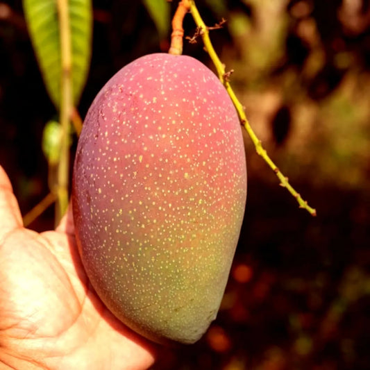 Osteen Mango Grafted Hybrid Plant