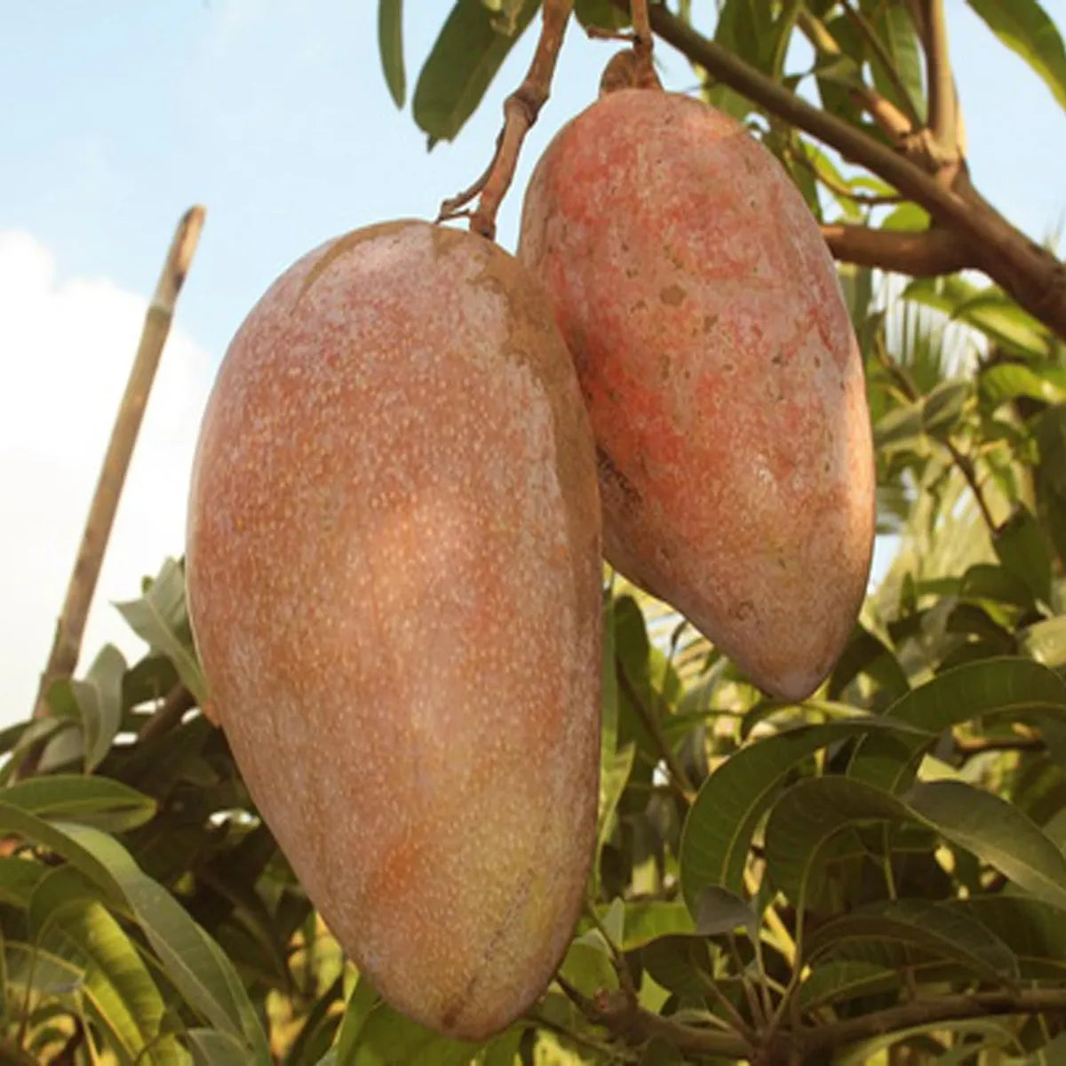 Osteen Mango Grafted Hybrid Plant