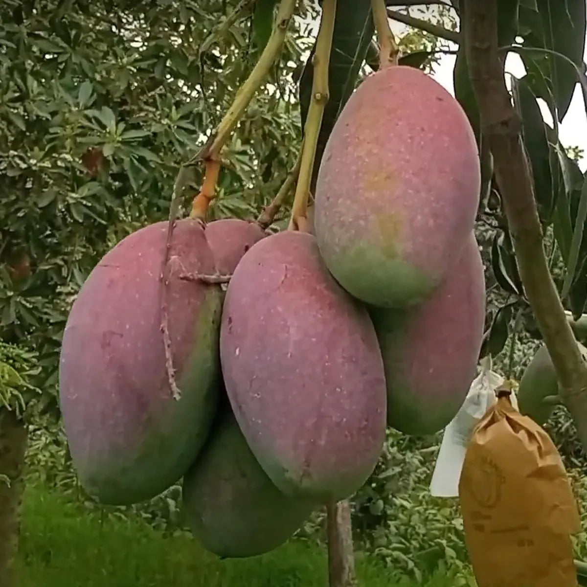 Bari 13 Mango Grafted Hybrid Plant