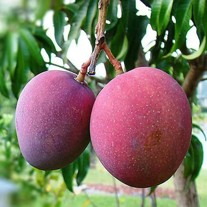 Tommy Atkins All Time Mango Grafted Hybrid Plant