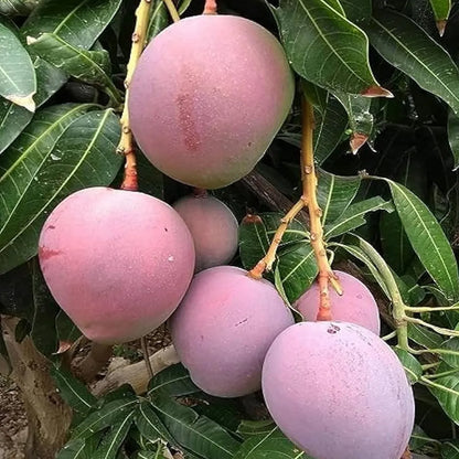 Tommy Atkins All Time Mango Grafted Hybrid Plant