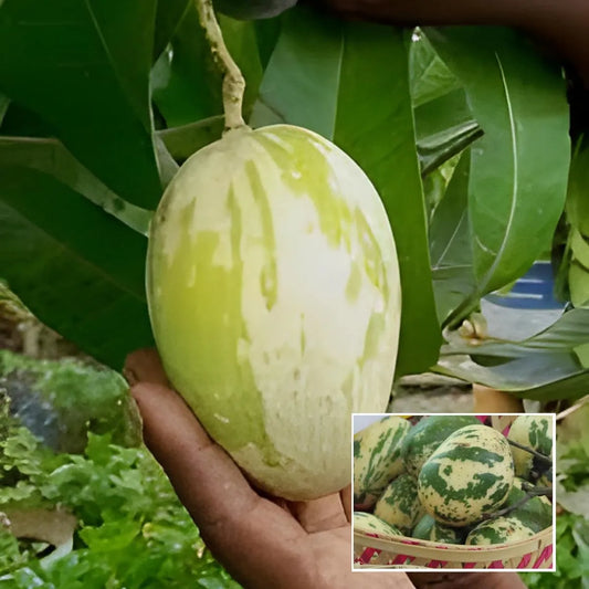 Variegated Mango Grafted Hybrid Plant