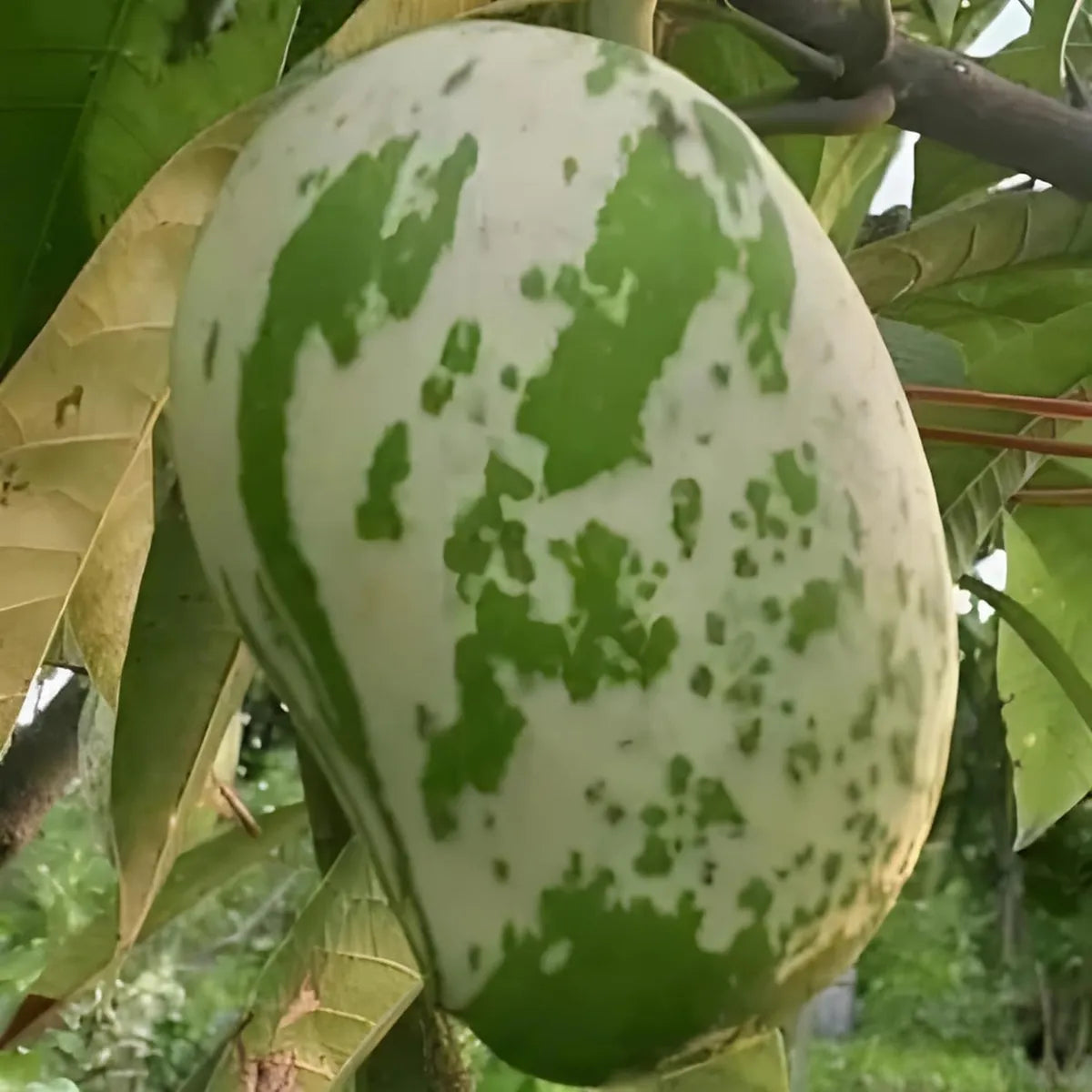 Variegated Mango Grafted Hybrid Plant