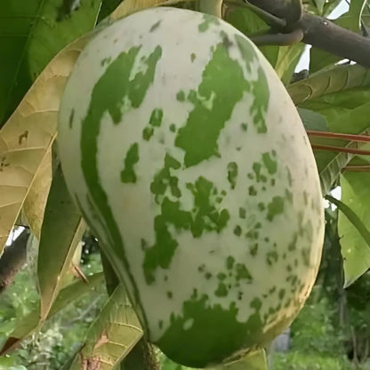 Variegated Mango Grafted Hybrid Plant