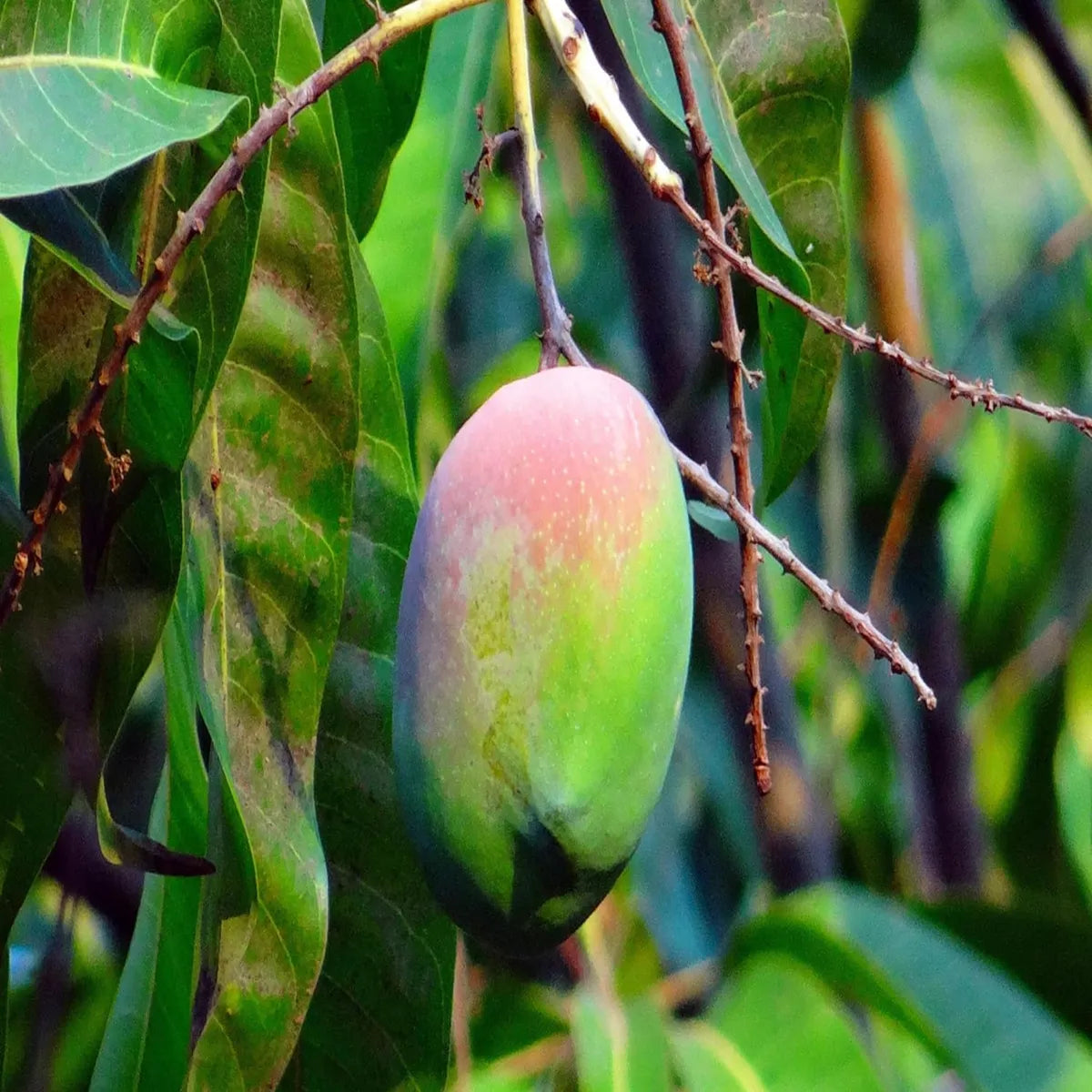 Nelam Mango Grafted Hybrid Plant
