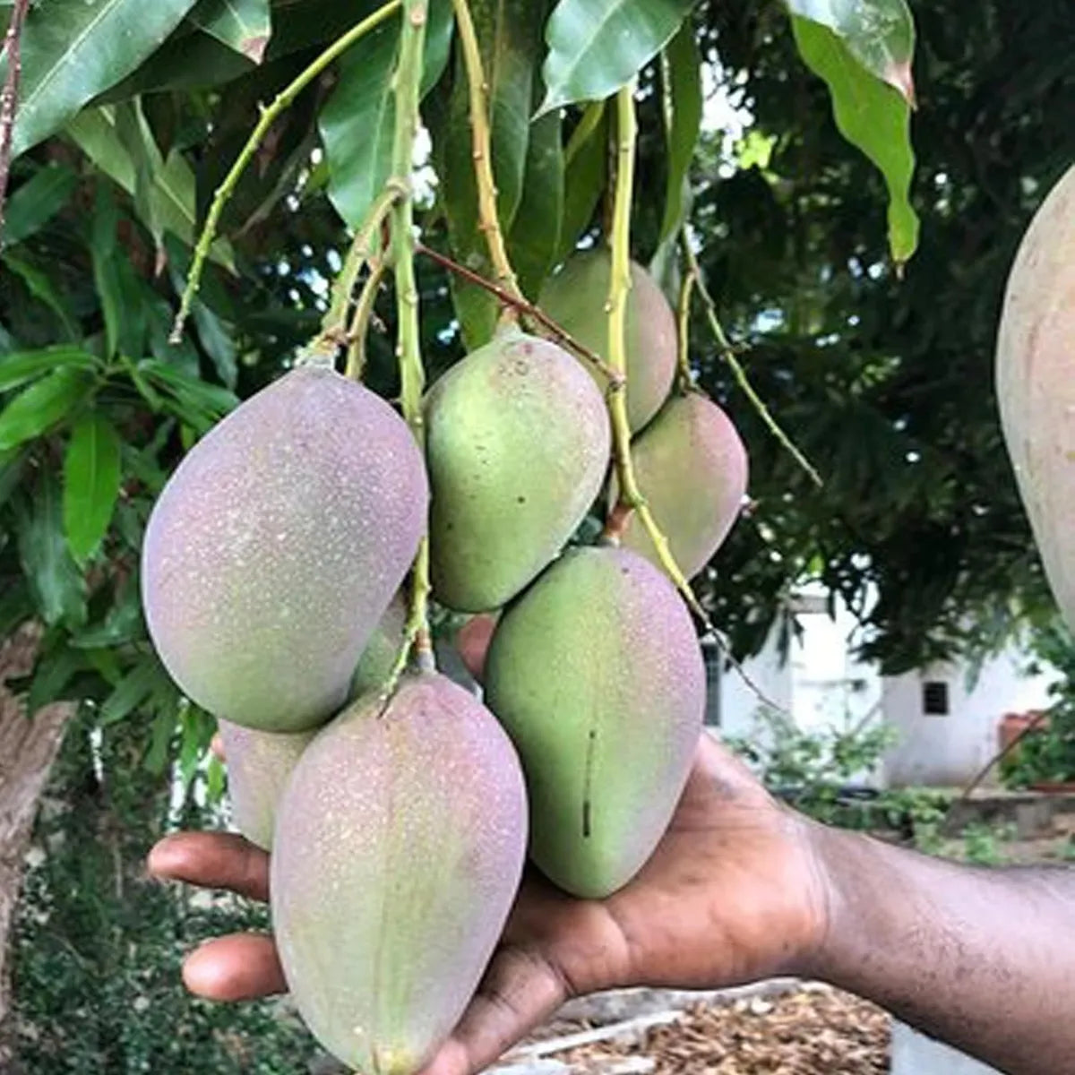 Nelam Mango Grafted Hybrid Plant