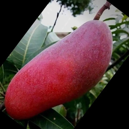 Xi Shi 11 Shi Mango Grafted Hybrid Plant
