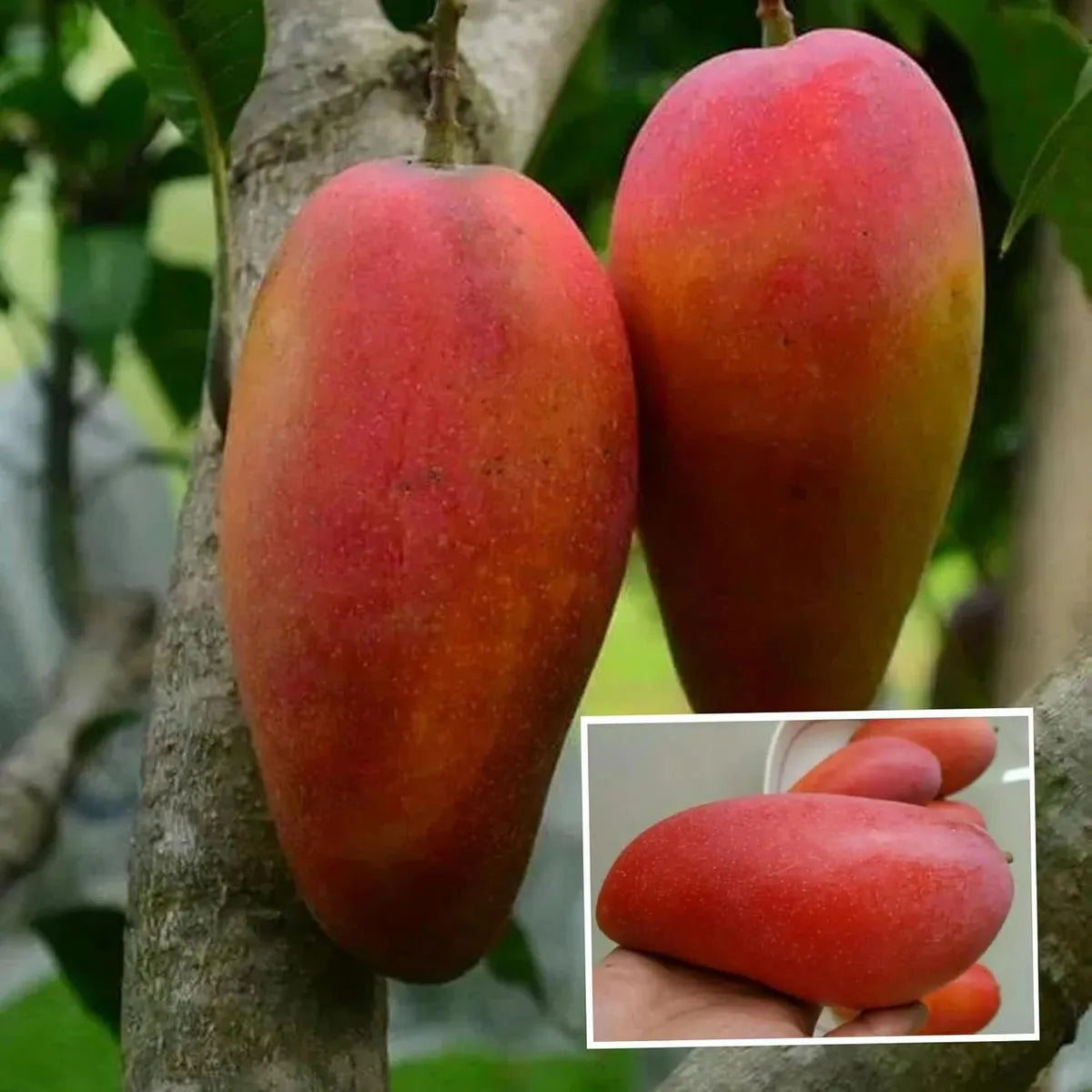 Xi Shi 11 Shi Mango Grafted Hybrid Plant