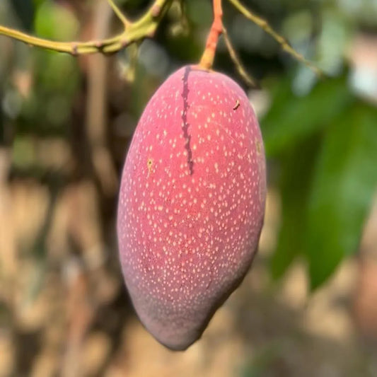 Xi Shi 11 Shi Mango Grafted Hybrid Plant