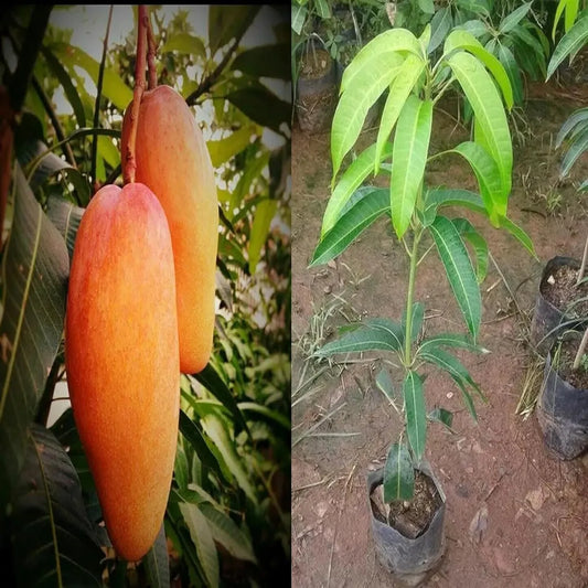 Xi Shi 11 Shi Mango Grafted Hybrid Plant