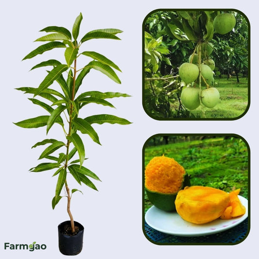 Haribhanga Mango Aam Grafted Healthy Fruit Plant