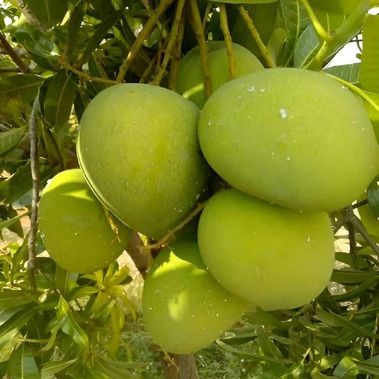 Haribhanga Mango Aam Grafted Healthy Fruit Plant