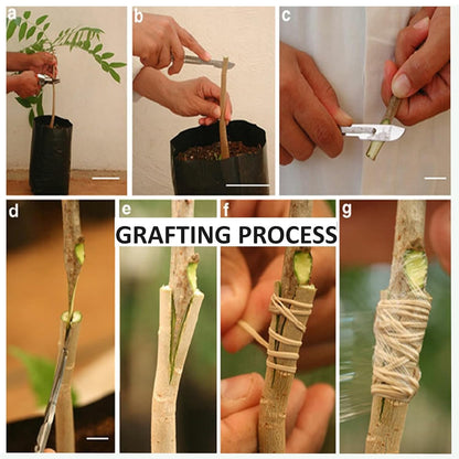 Haribhanga Mango Aam Grafted Healthy Fruit Plant