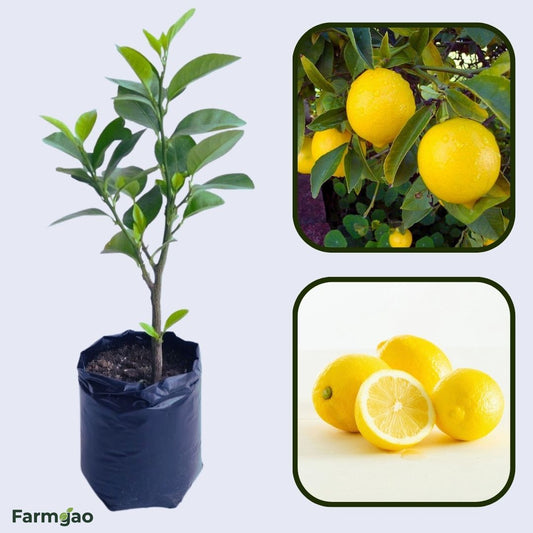 Harvey Lemon Plant Live Nimbu Tree Kagzi Lemon Citrus Limon Fruit Plant