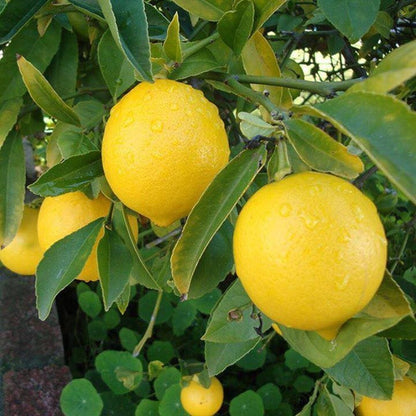 Harvey Lemon Plant Live Nimbu Tree Kagzi Lemon Citrus Limon Fruit Plant
