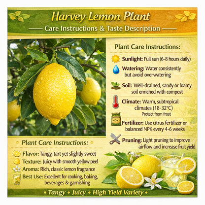 Harvey Lemon Plant Live Nimbu Tree Kagzi Lemon Citrus Limon Fruit Plant