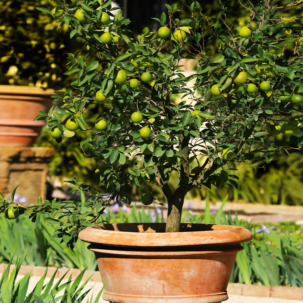 Harvey Lemon Plant Live Nimbu Tree Kagzi Lemon Citrus Limon Fruit Plant