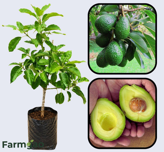 Hass Avocado Grafted Healthy Fruit Plant