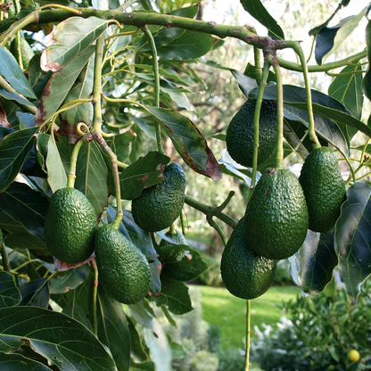 Hass Avocado Grafted Healthy Fruit Plant