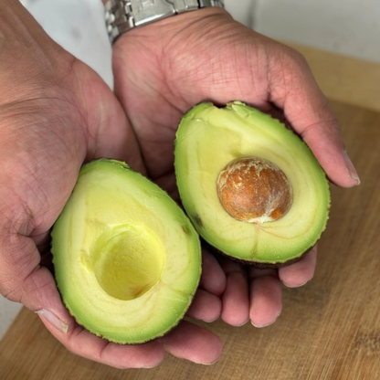 Hass Avocado Grafted Healthy Fruit Plant