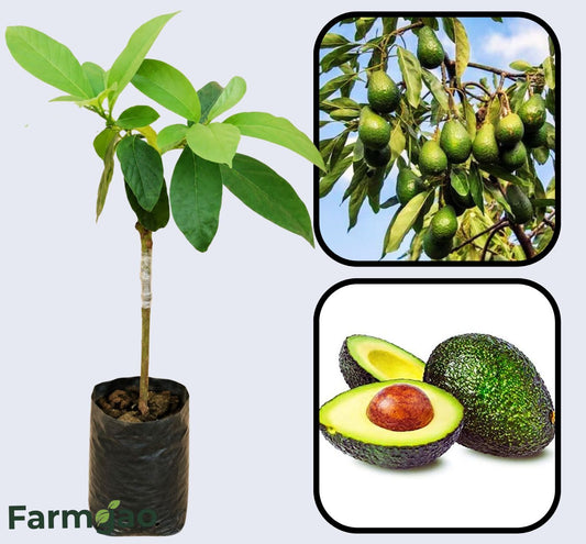 Hass (dominant global variety) Avocado Grafted Healthy Fruit Plant