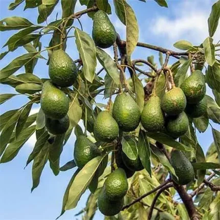 Hass (dominant global variety) Avocado Grafted Healthy Fruit Plant