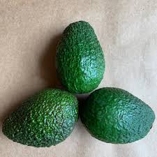 Hass (dominant global variety) Avocado Grafted Healthy Fruit Plant